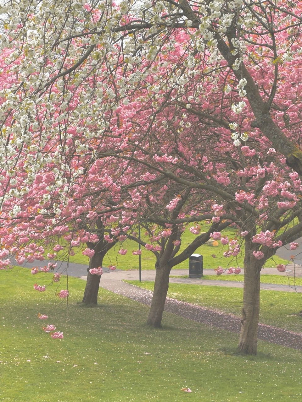 Top 10 Best Places to See Cherry Blossoms in Edinburgh 22 Apr 2025 Pittencrieff Park Dunfermline Large