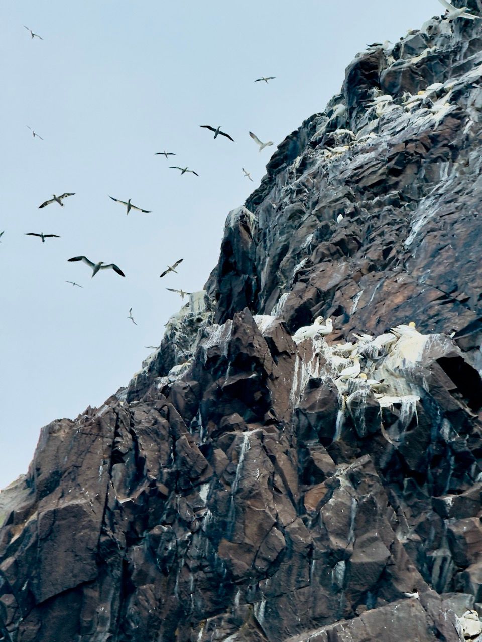 Bass Rock North Berwick June 25 1 Large
